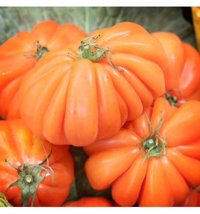 Tomate Cherry "Collita Pròpia"