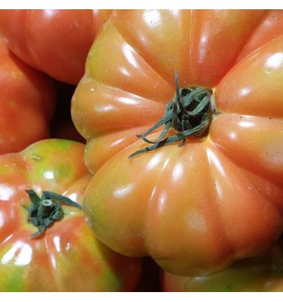 Tomate Monterosa "Collita Pròpia"